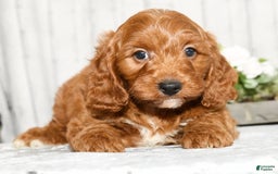 Cavapoo dogs for sale: Tommy - Image 8