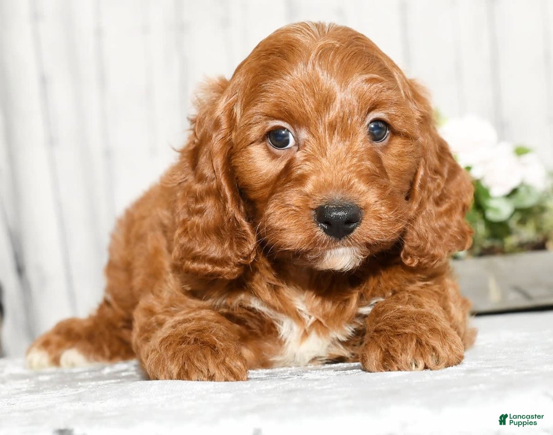 Cavapoo dogs for sale: Tommy - Image 8