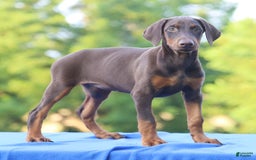 Doberman Pinscher dogs for sale: Rosie - Image 4