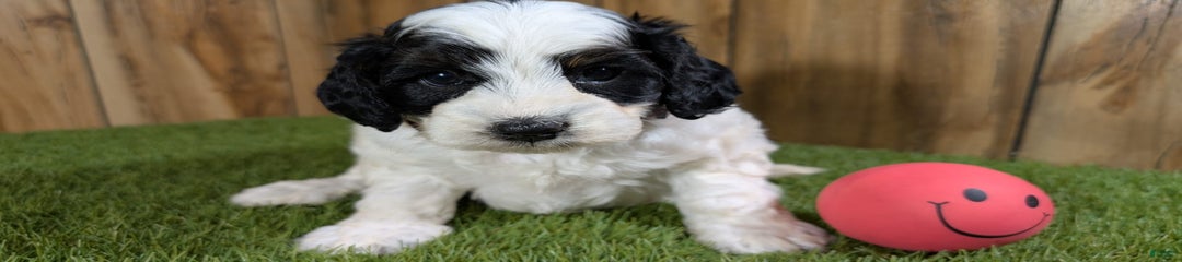Missy Girl 2