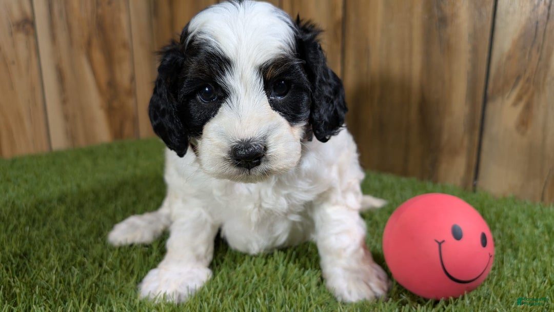 Cavapoo dogs for sale: Missy Girl 2 - Image 1