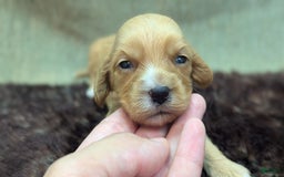 Cockapoo dogs for sale: Ruffnut - Image 12