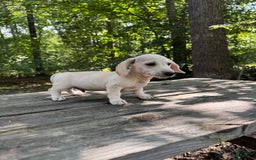 Miniature Dachshund dogs for sale: Sam - Image 1