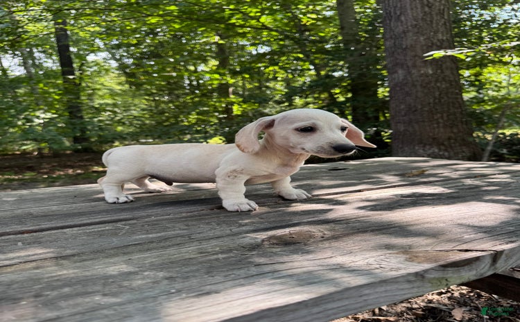 Miniature Dachshund dogs for sale - Ad 2