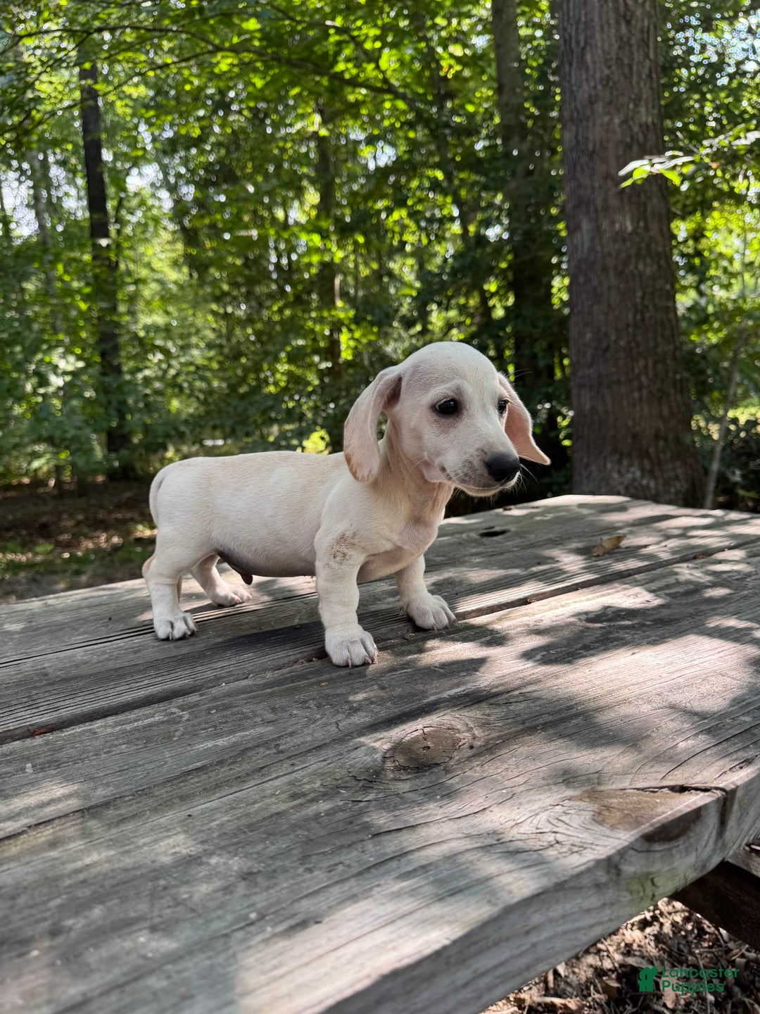Miniature Dachshund dogs for sale: Sam - Image 1
