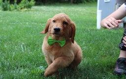 Golden Retriever dogs for sale: Gunther - Image 3