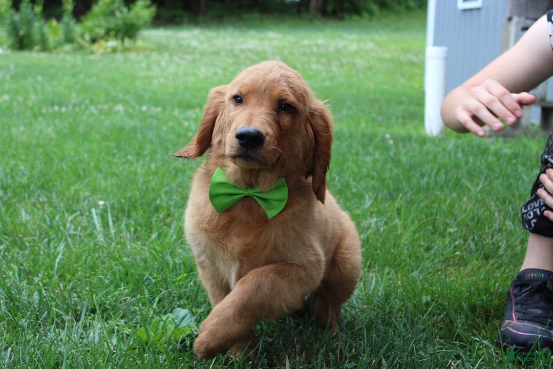 Golden Retriever dogs for sale: Gunther - Image 3