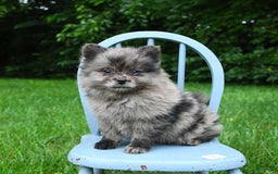 Pomeranian dogs for sale: Pomeranian 2 puppies - Image 6