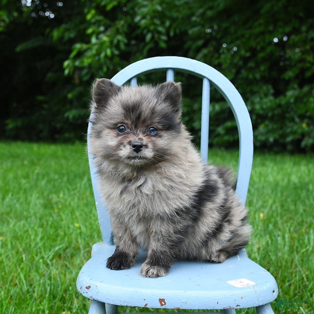 Pomeranian dogs for sale: Pomeranian 2 puppies - Image 6