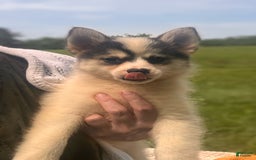 Pomsky dogs for sale: Sweet Girlie - Image 8