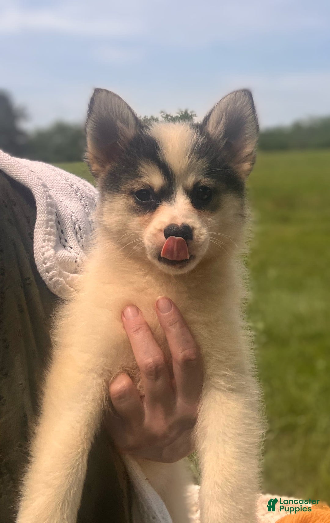 Pomsky dogs for sale: Sweet Girlie - Image 8