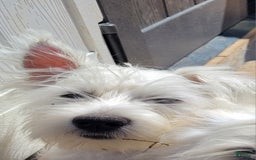 West Highland Terrier dogs for sale: Yankee - Image 1
