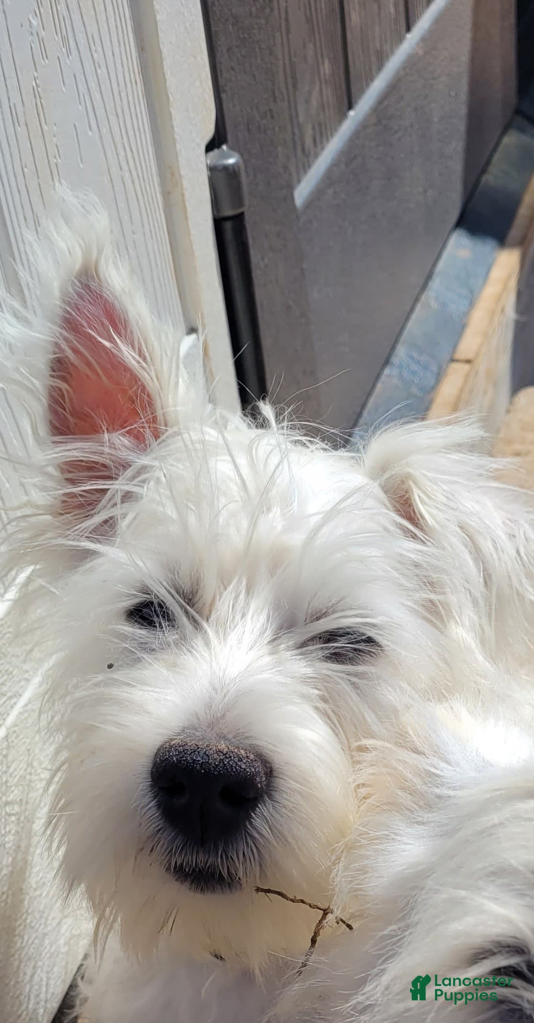 West Highland Terrier dogs for sale: Yankee - Image 1