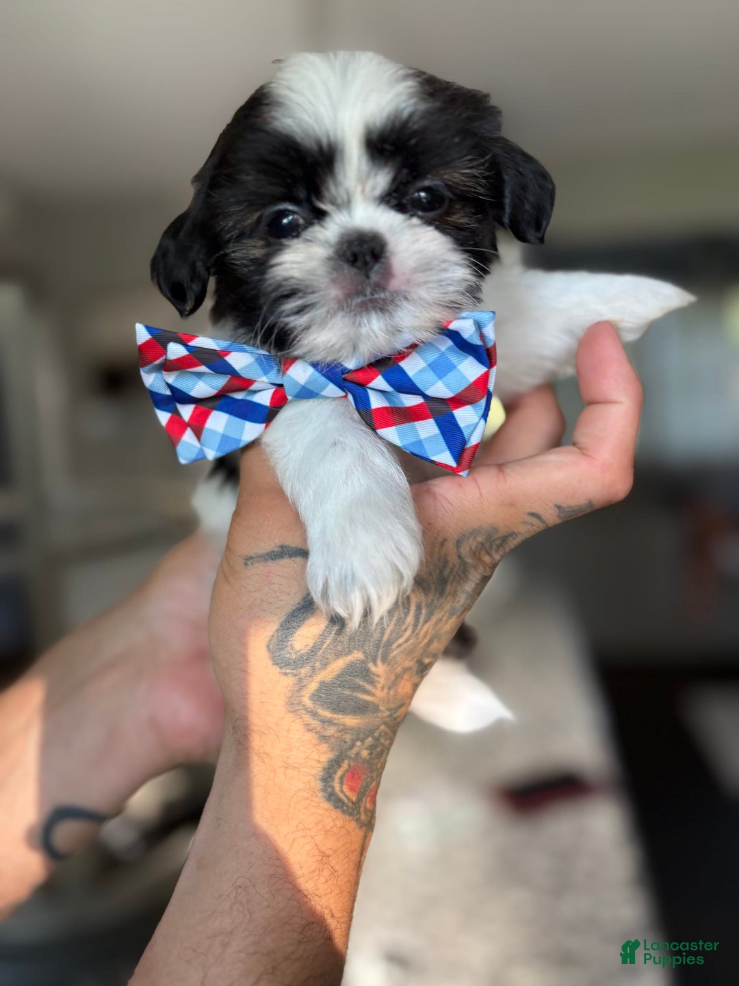Shih Tzu dogs for sale: Joey - Image 1
