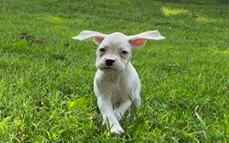 Boxer dogs for sale: Skye - Image 4