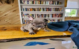 French Bulldog dogs for sale: Sky - Image 6