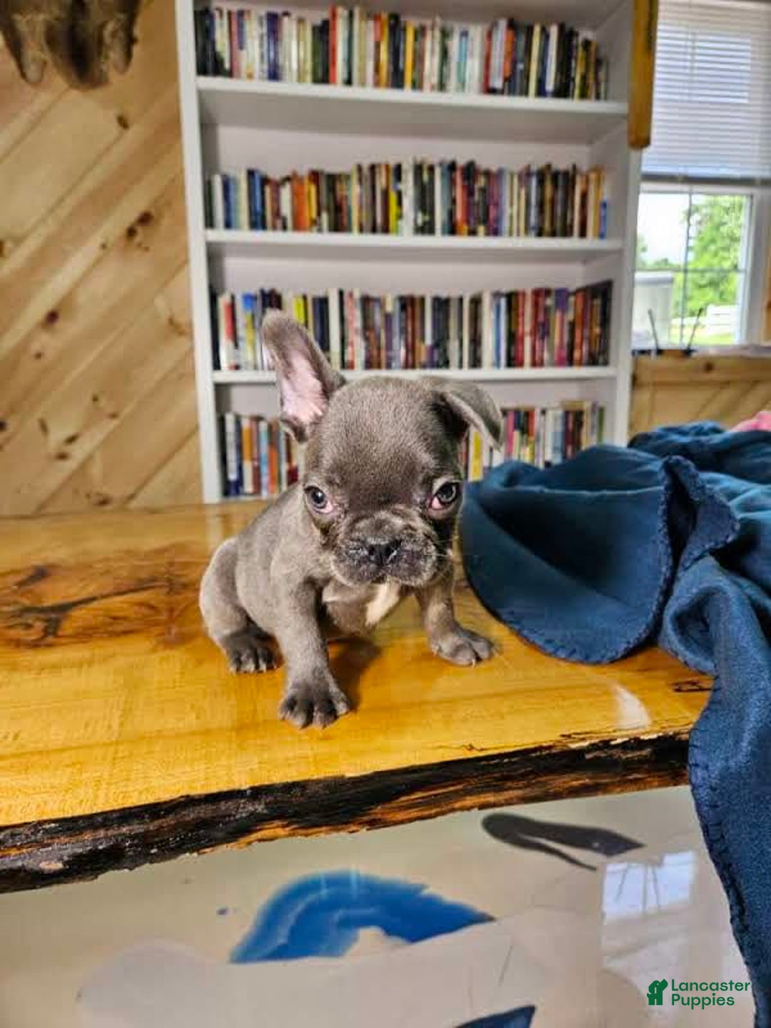 French Bulldog dogs for sale: Sky - Image 6