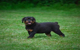 Rottweiler dogs for sale: Bella - Image 2