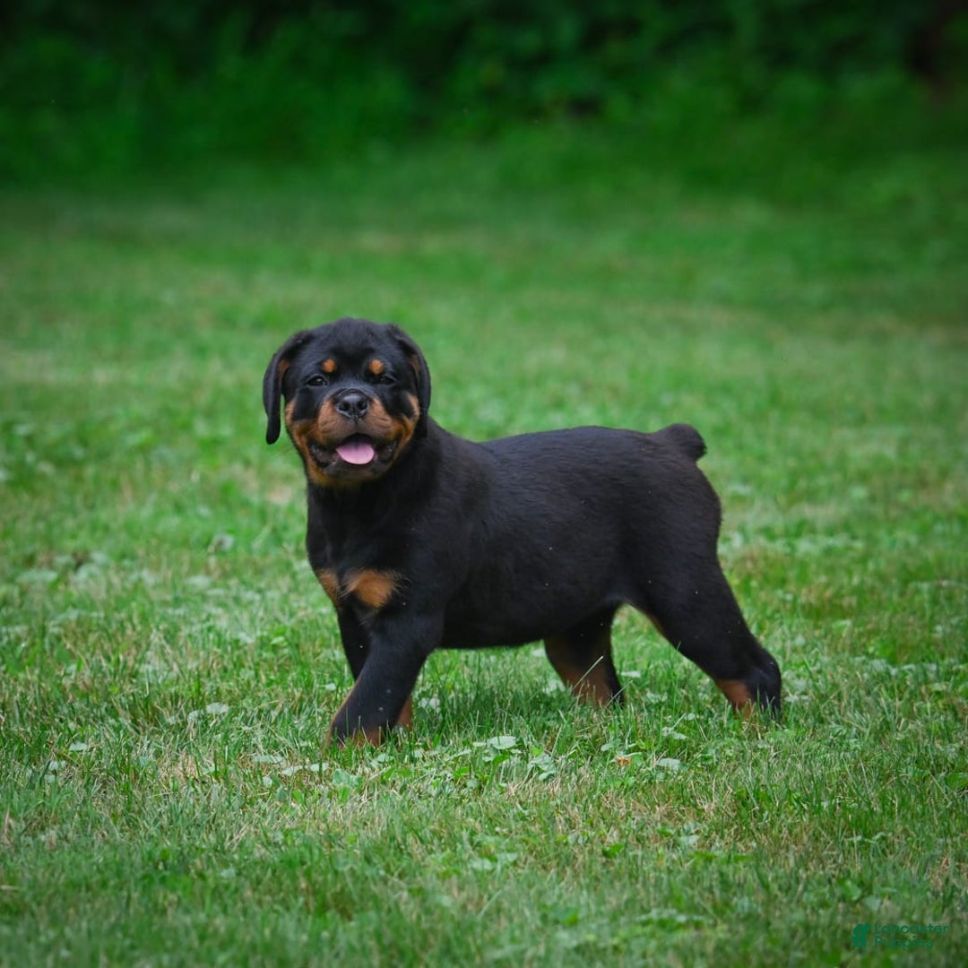 Rottweiler dogs for sale: Bella - Image 2