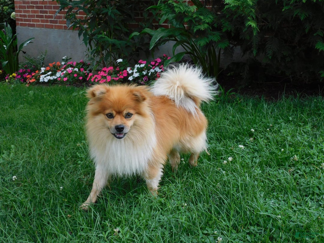 Pomeranian dogs for sale: Alex - Image 7