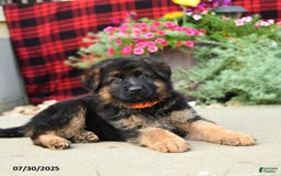 German Shepherd dogs for sale: Holly - Image 5