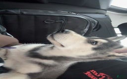 Gerberian Shepsky dogs for sale: Stormy - Image 15