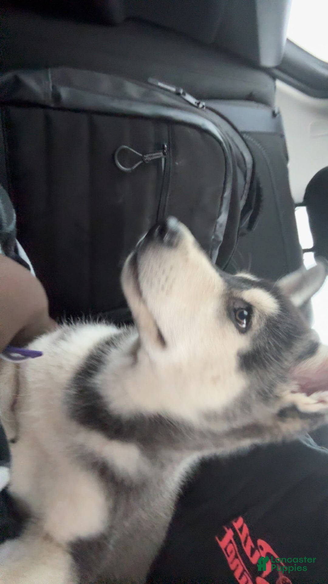 Gerberian Shepsky dogs for sale: Stormy - Image 15