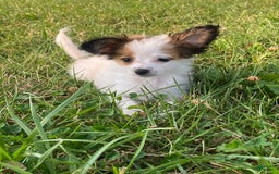 Papillon dogs for sale: Rita - Image 7