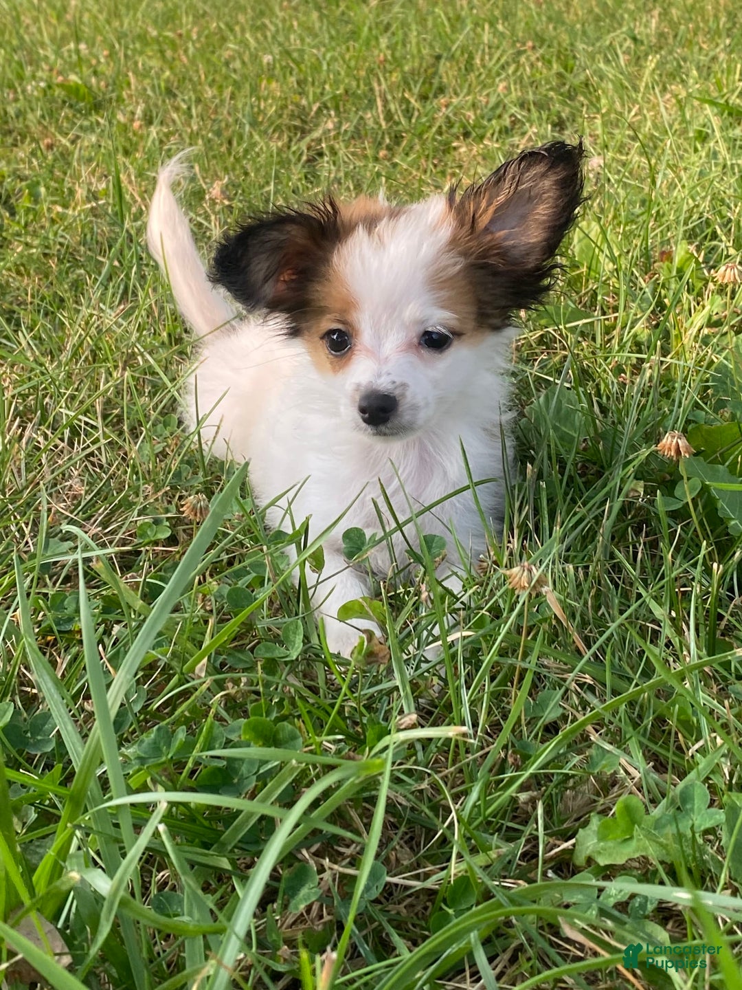 Papillon dogs for sale: Rita - Image 7
