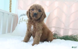 Goldendoodle dogs for sale: Trixie - Image 3