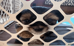 Shorkie dogs for sale: Jax - Image 3