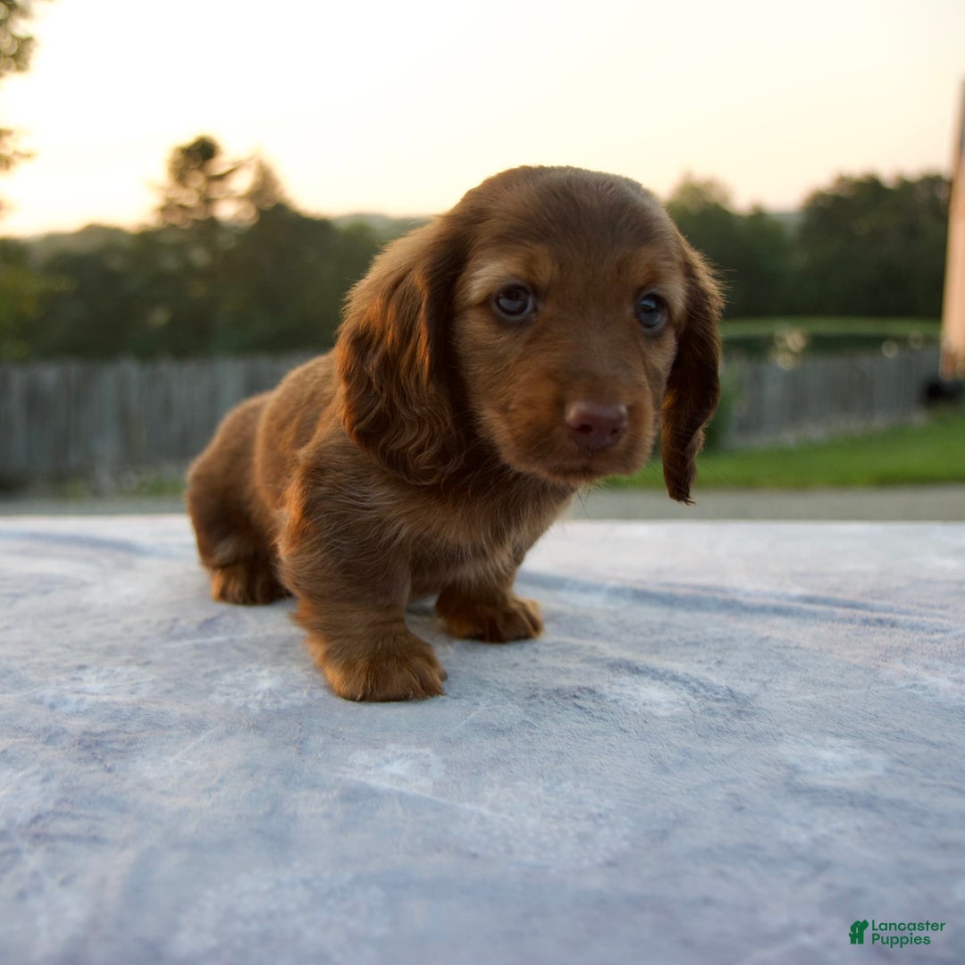 Miniature Dachshund dogs for sale: Omar - Image 3