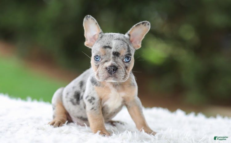 French Bulldog dogs for sale - Ad 5