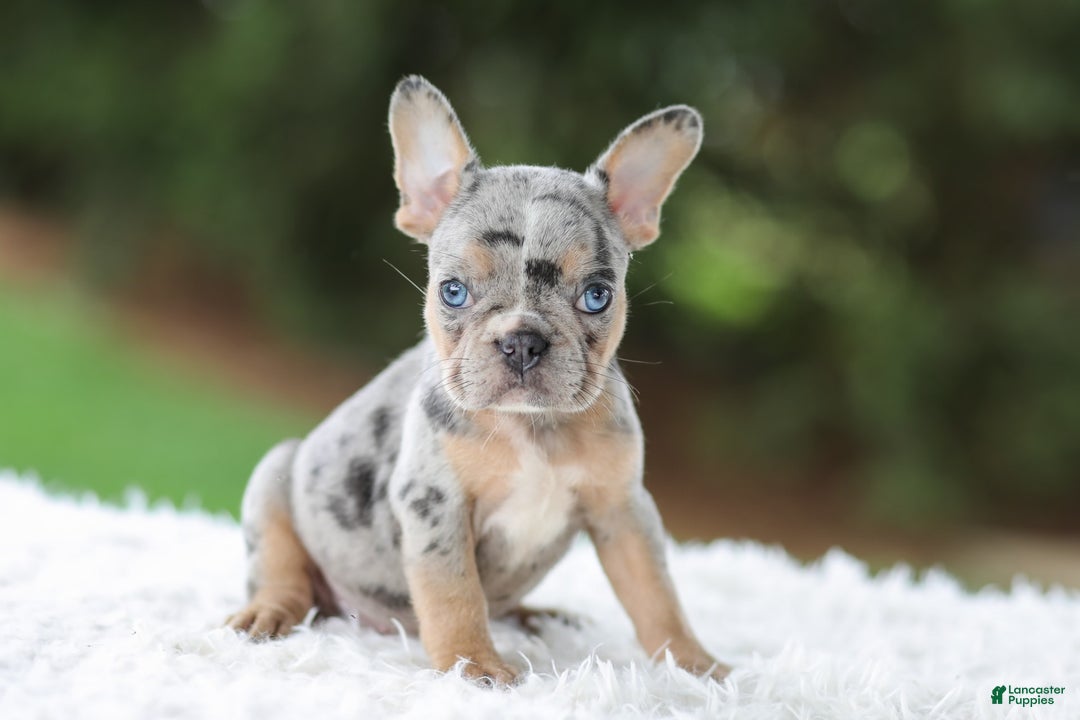 French Bulldog dogs for sale: Willow - Image 1