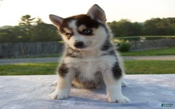 Pomsky dogs for sale: Thunder - Image 1