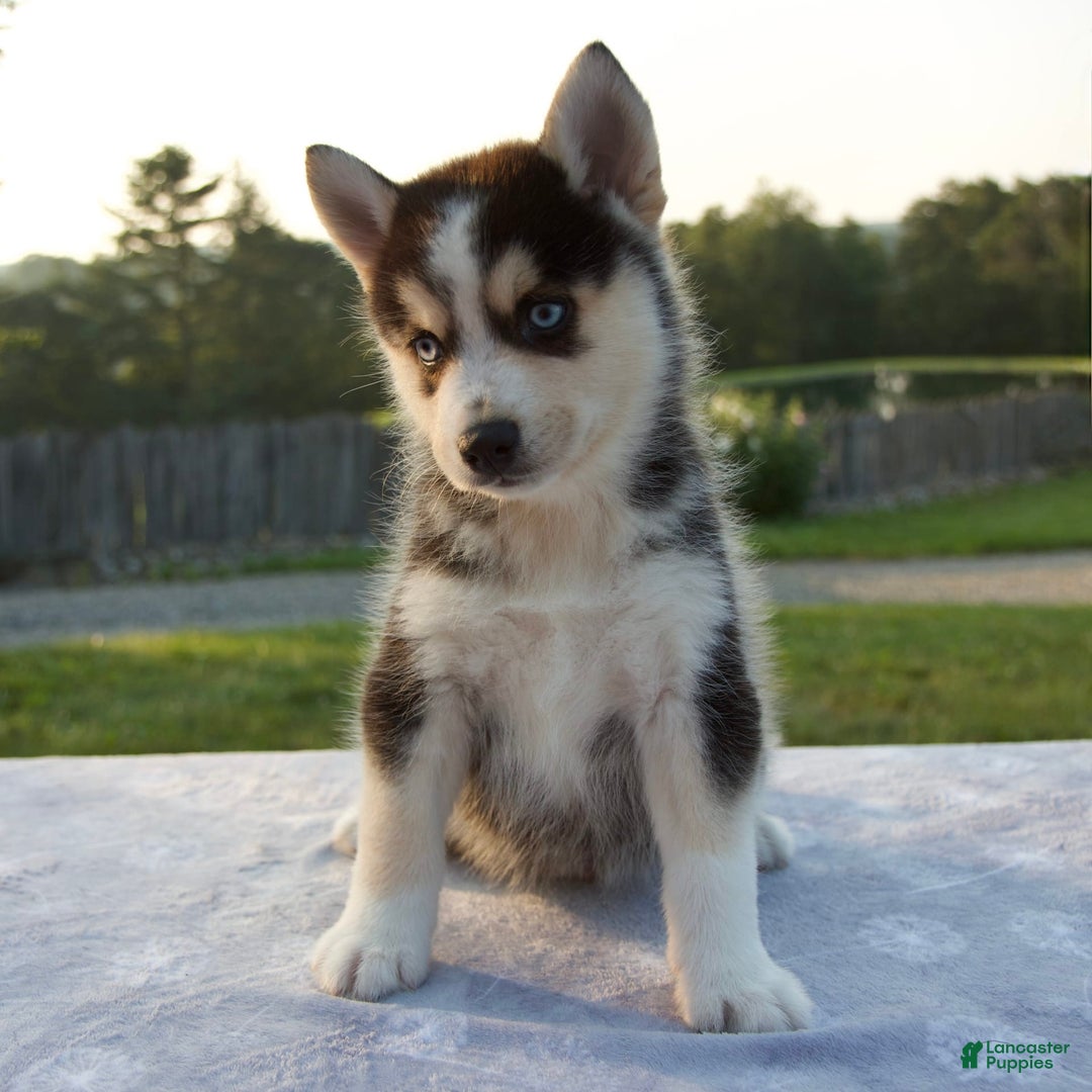 Pomsky dogs for sale: Thunder - Image 1