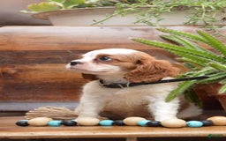 Cavalier King Charles Spaniel dogs for sale: Diamond - Image 2