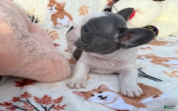 French Bulldog dogs for sale: Bunny - Image 2