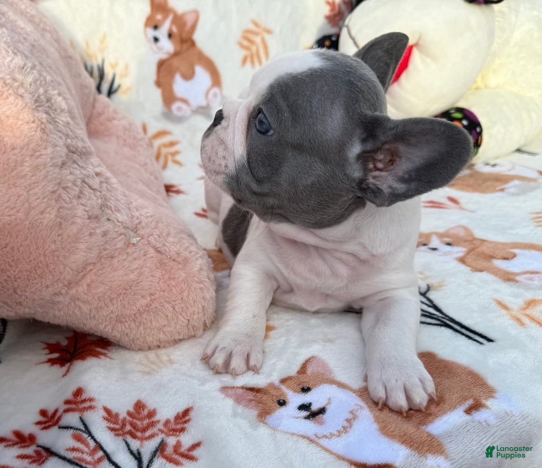 French Bulldog dogs for sale: Bunny - Image 2