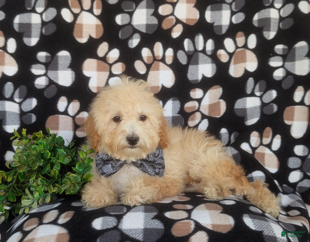 Miniature Poodle dogs for sale: Brock - Image 2