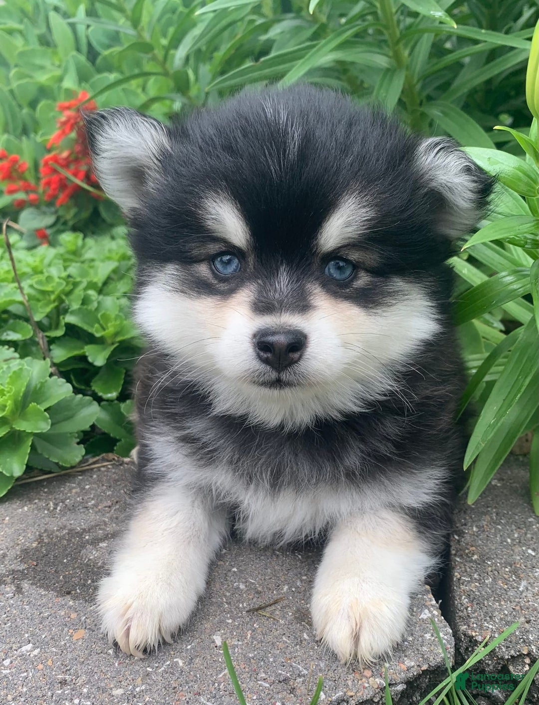 Alaskan Klee Kai dogs for sale: Kai  Toy Boy - Image 11