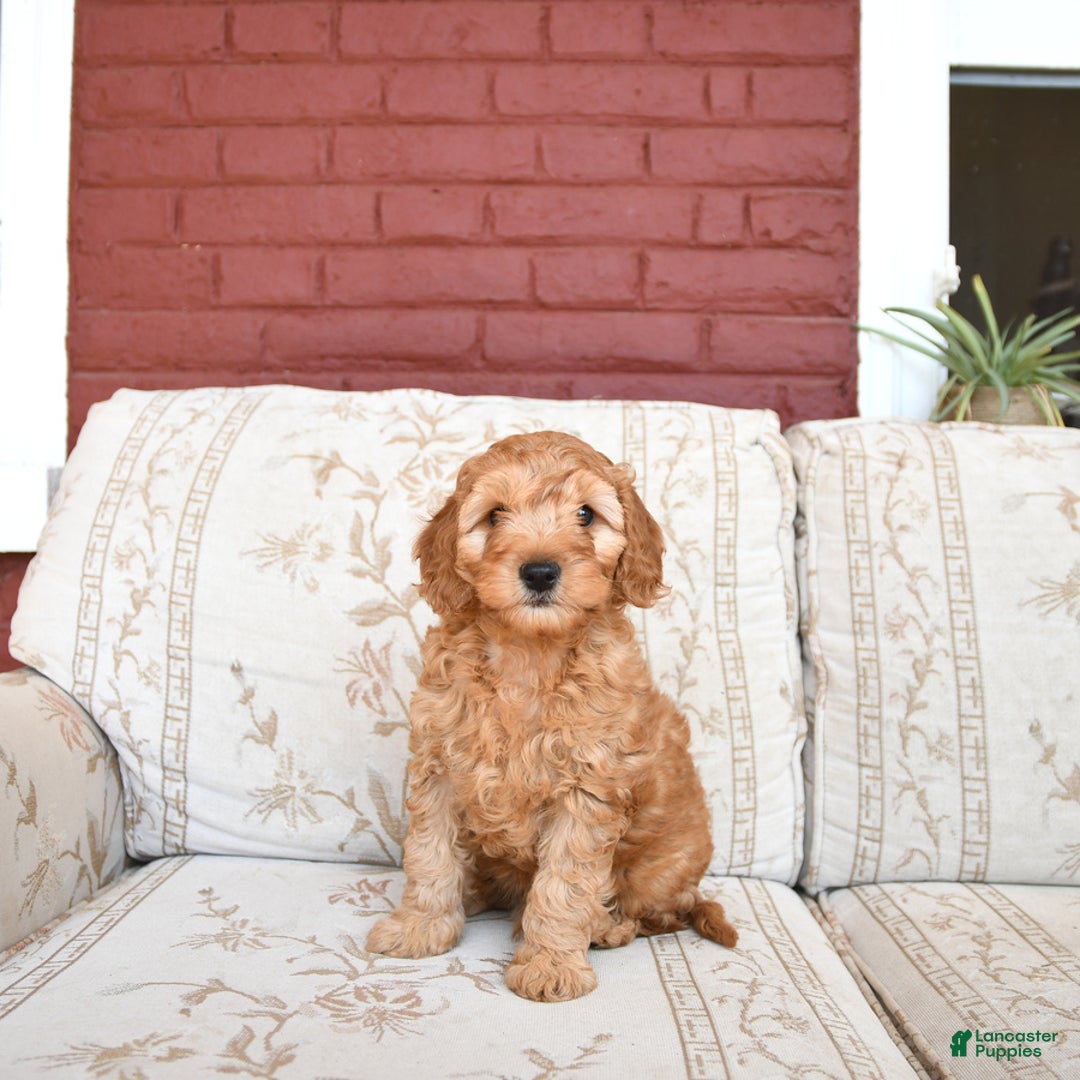Cockapoo dogs for sale: Kipling - Image 7