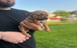 American Pit Bull Terrier dogs for sale: Little Girl - Image 2