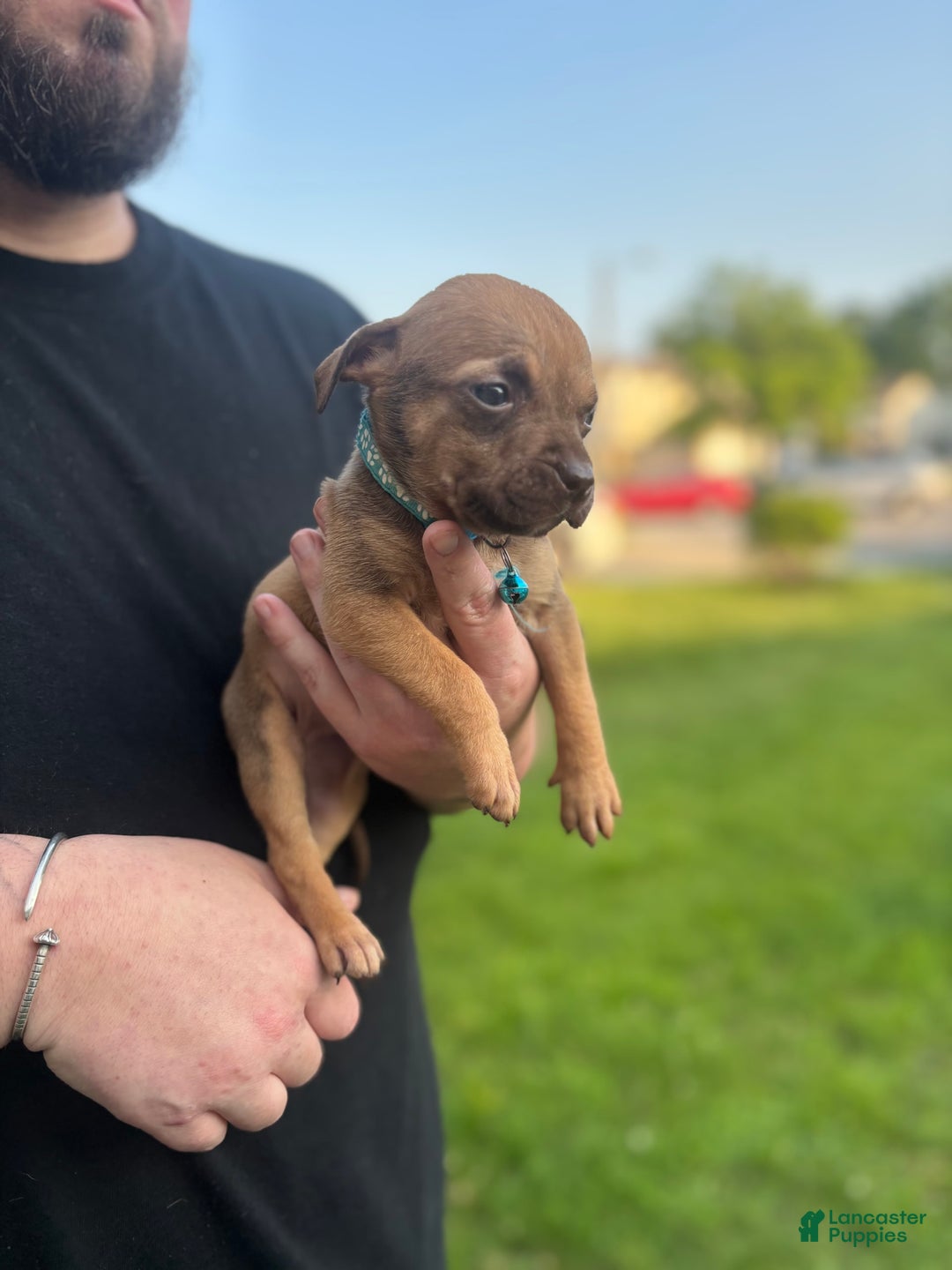 American Pit Bull Terrier dogs for sale: Little Girl - Image 2
