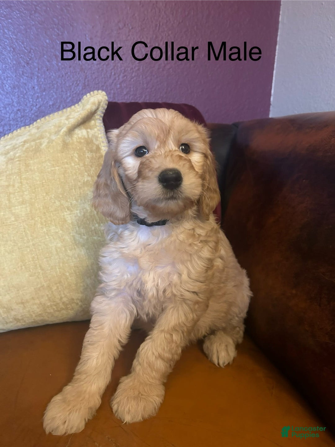 Goldendoodle dogs for sale: Goldendoodle 6 puppies - Image 4