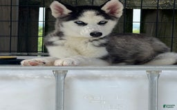 Siberian Husky dogs for sale: Nova Female 6 - Image 3