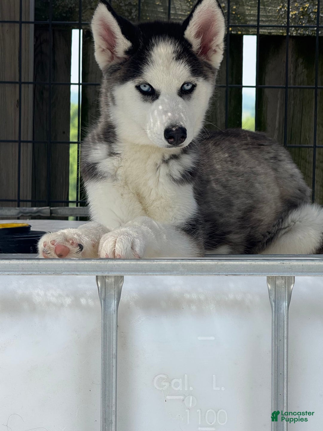 Siberian Husky dogs for sale: Nova Female 6 - Image 3