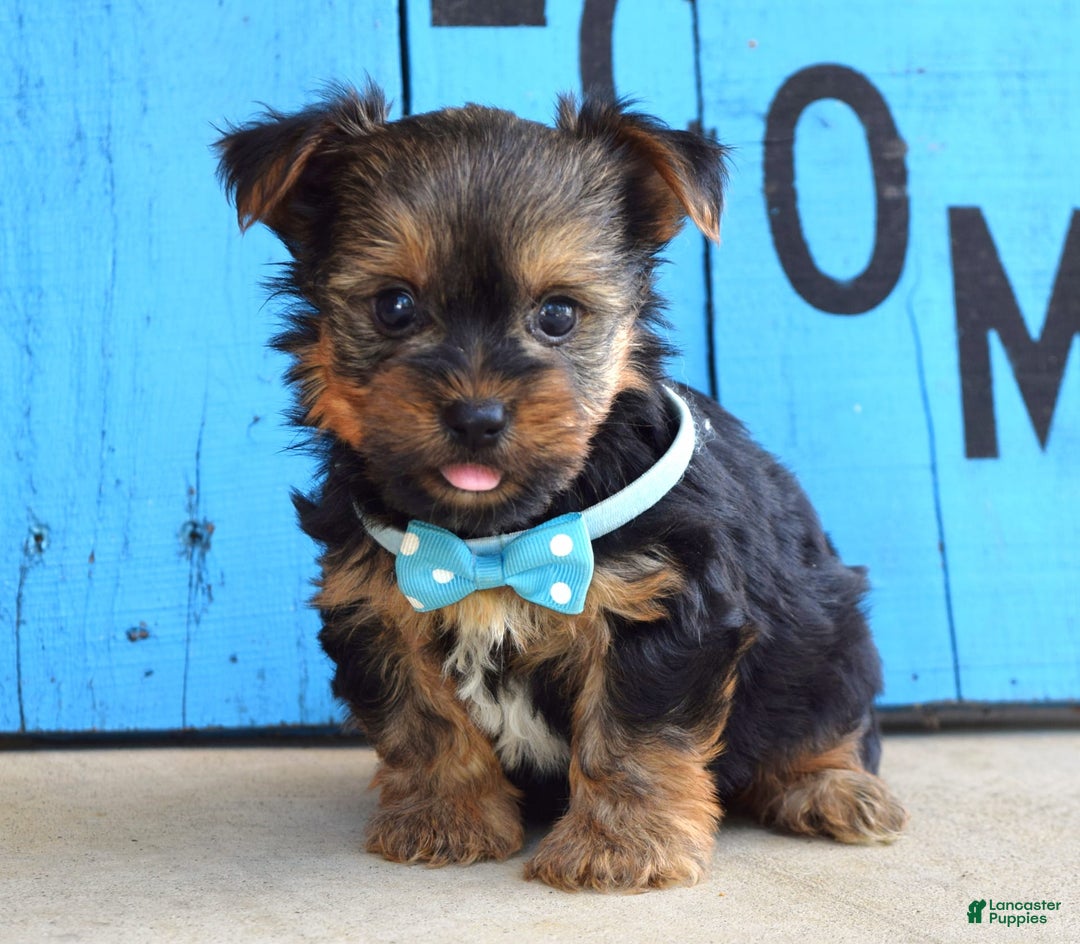 Yorkshire Terrier dogs for sale: Anderson - Image 1
