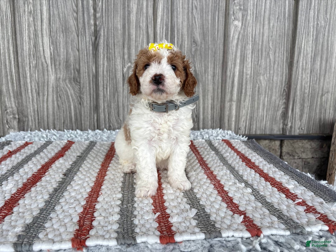 Mini Goldendoodle dogs for sale: Debbie - Image 8