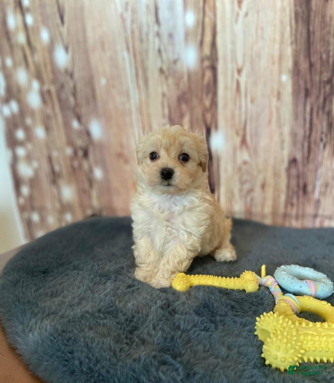 Maltipoo dogs for sale: Jeff - Image 2
